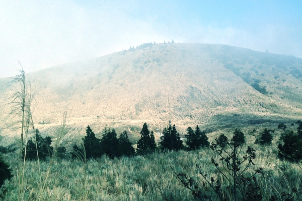 吟遊的地球人｜來自野草星