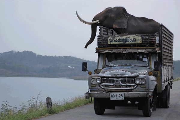 新加坡導演陳敬音首部長片《POP AYE》，與大象相伴的奇幻之旅
