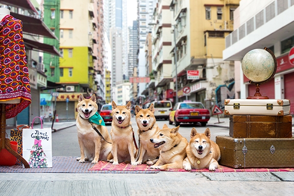 跟著在地的遊香港!
柴柴家族的中環散步