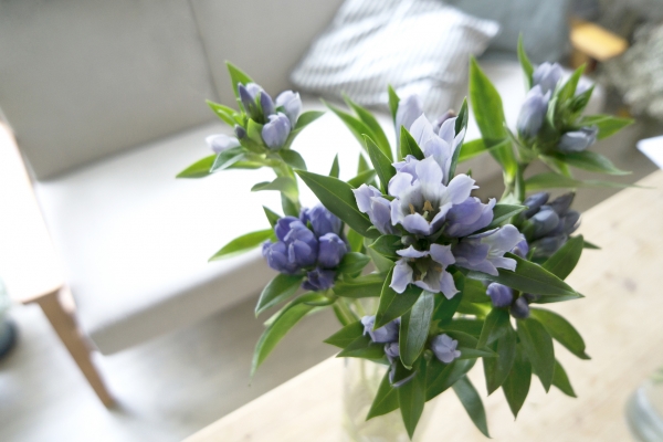 一隅有花|龍膽花:孤冷峭壁,生長出治癒的可能