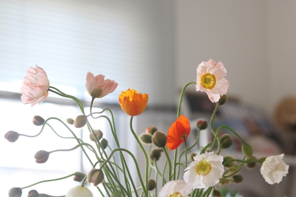 一隅有花｜冰島罌粟花：讓疲倦的得以休息，恰是死亡的溫柔