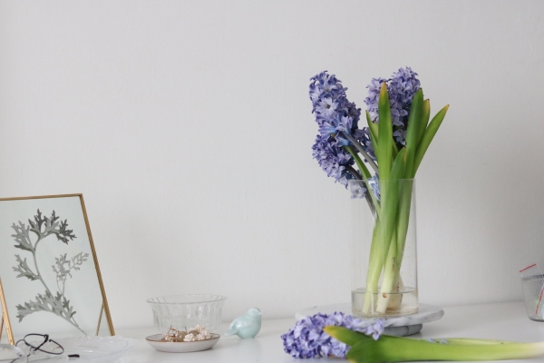 一隅有花|一年與你見一次面,風信子:憂愁的傲慢