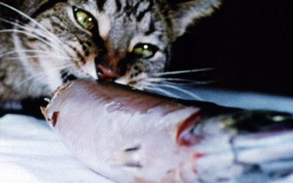 她的貓正在吃魚，卻傳來海浪的聲音——在 TIDF 看七〇年代導演的前衛代表作