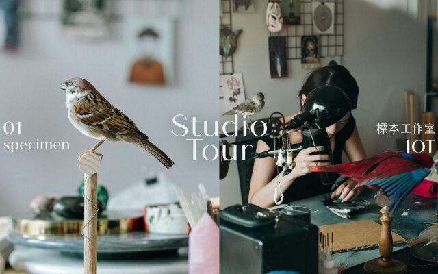 Studio Tour｜被鳥圍繞，卻安靜無聲──專訪標本工作室 IOT Gia