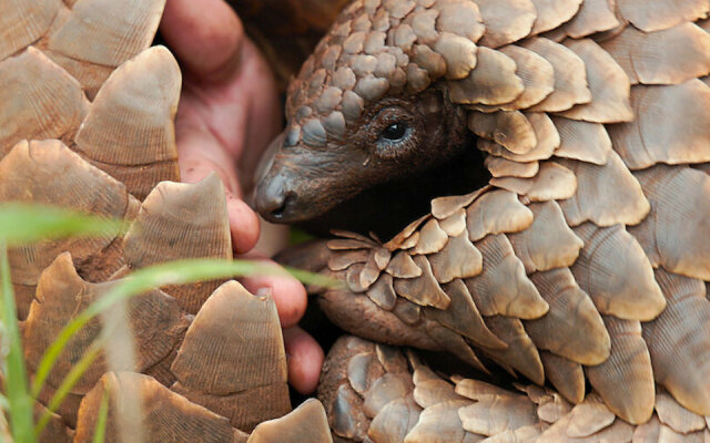 如果牠們消失，也就象徵著我們對待萬物的方式──《遇見穿山甲》，以及遇見之後